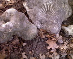 Fossils Fossils