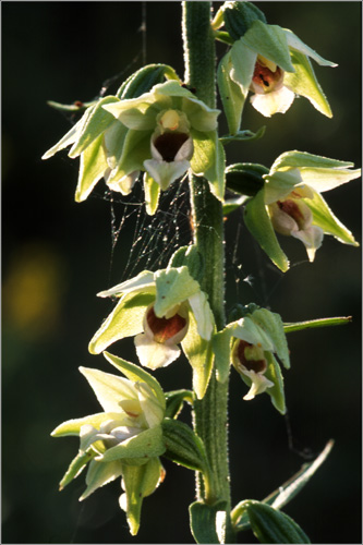 Muellers Helleborine