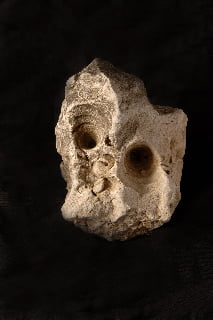 Skull fossil Skull fossil