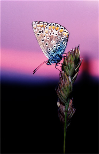 Adonis Blue