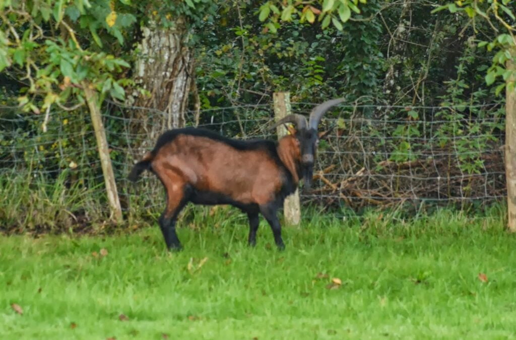 A goat comes calling…