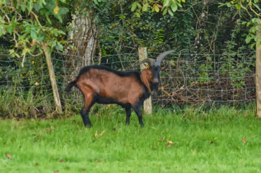 Goat - Billy - Brown01a