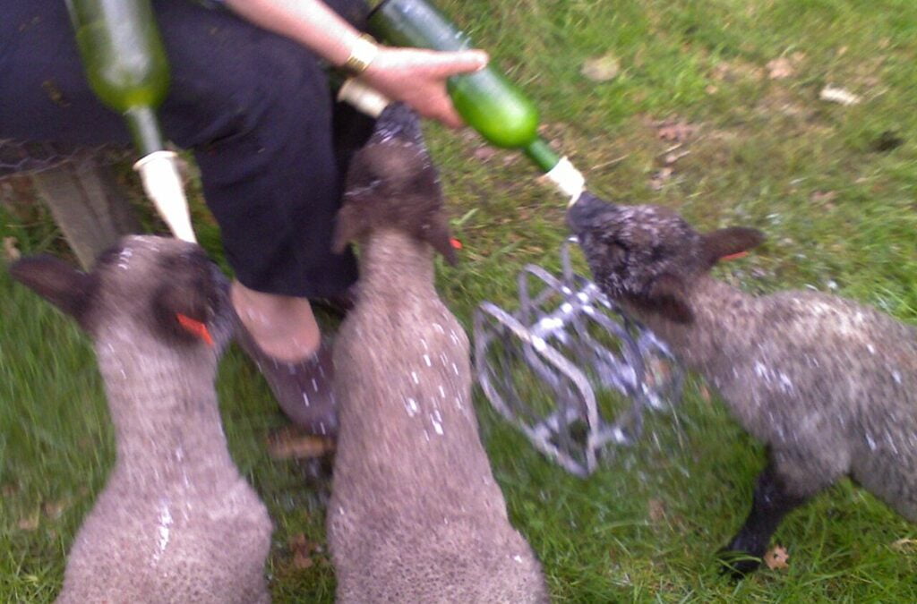 These are 3 we fed previously