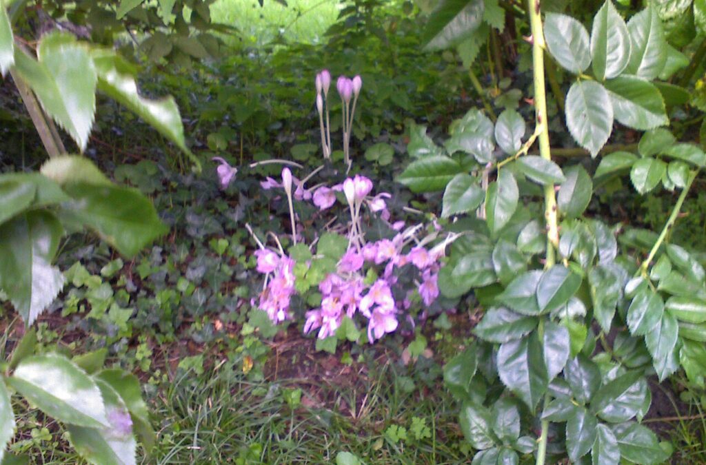 Beware the evil purple plant