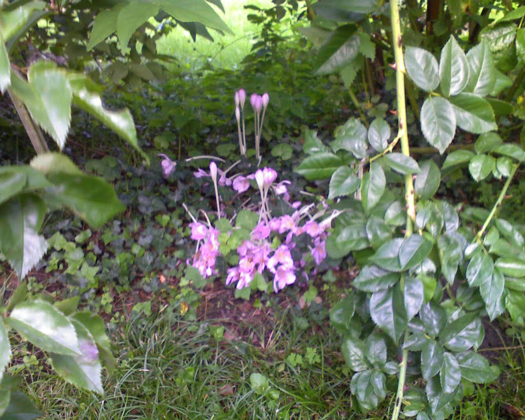 Autumn Crocus08a