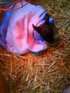 Lamb in Blanket01