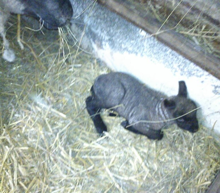This year’s first lamb