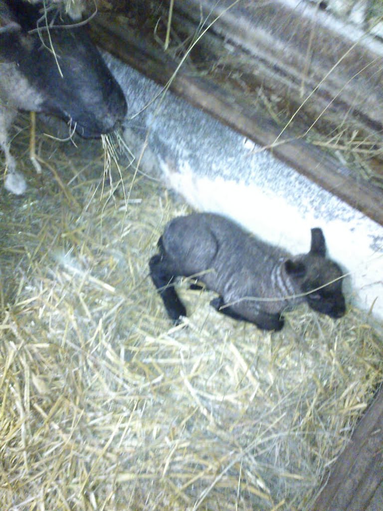 Lamb06a