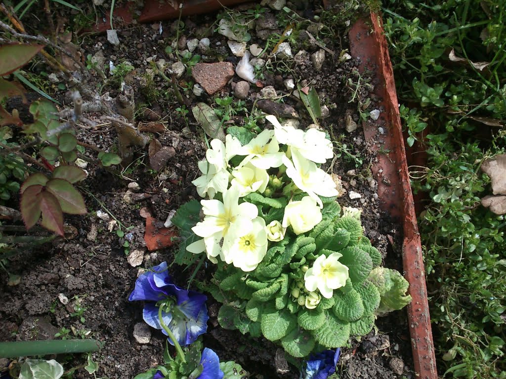 Primroses01a