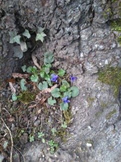 Violets in lime tree01