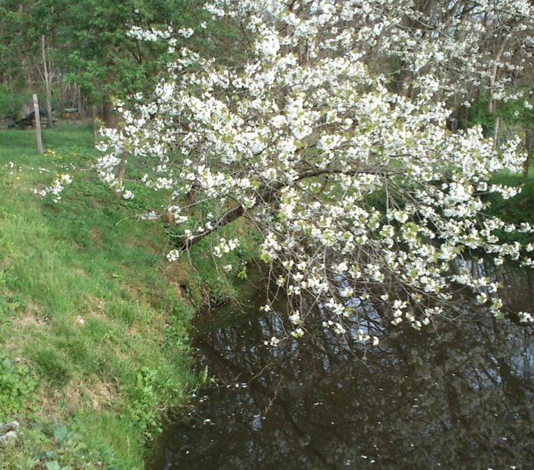 Spring blood to the head