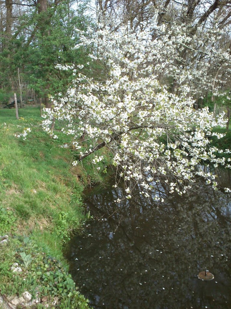 Duck Pond01a