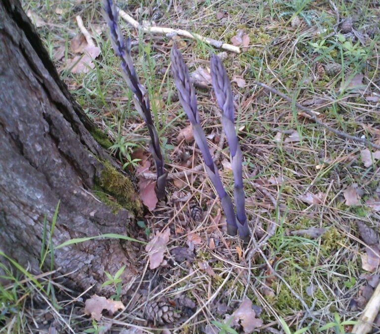 Weapon of Mass Destruction: the Sheep