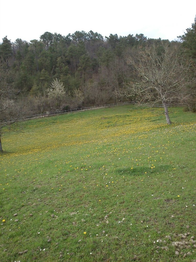 Horesflowers in field01a