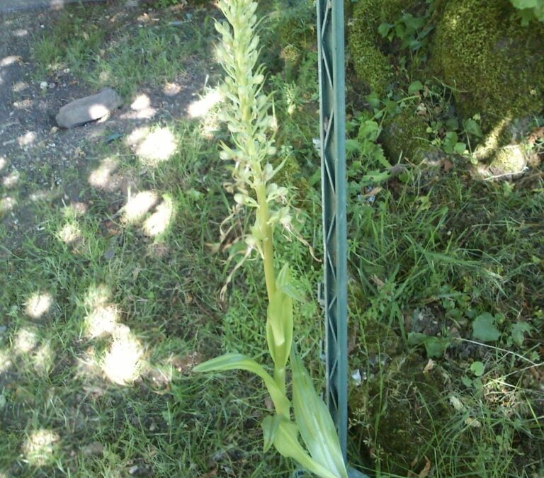 Trials, travels, tribulations