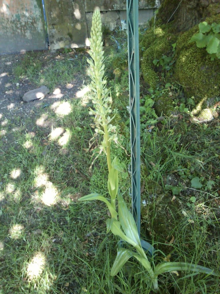 Orchid - Billy Goat03a