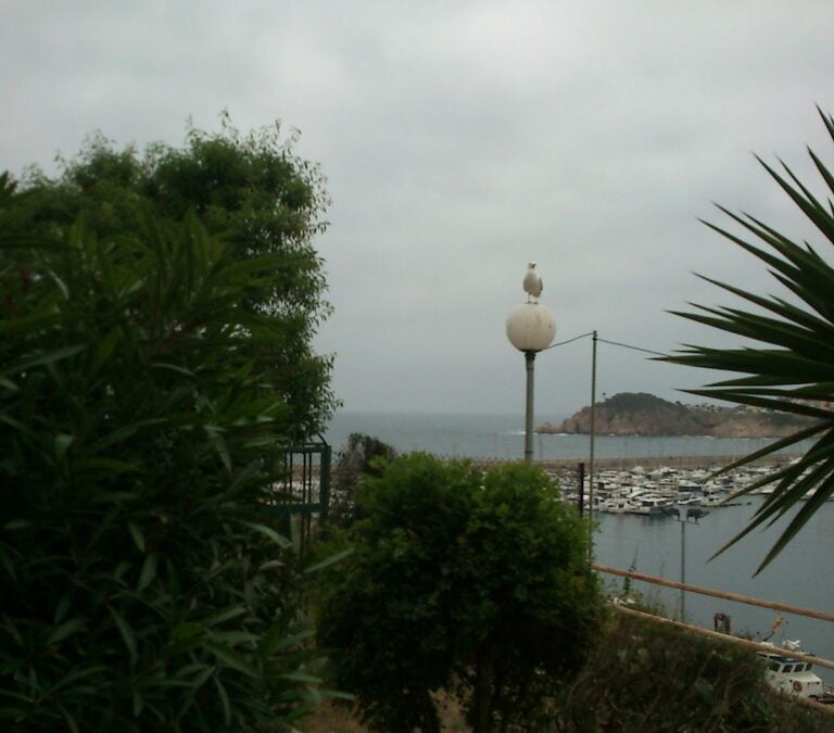 St John and the seagulls