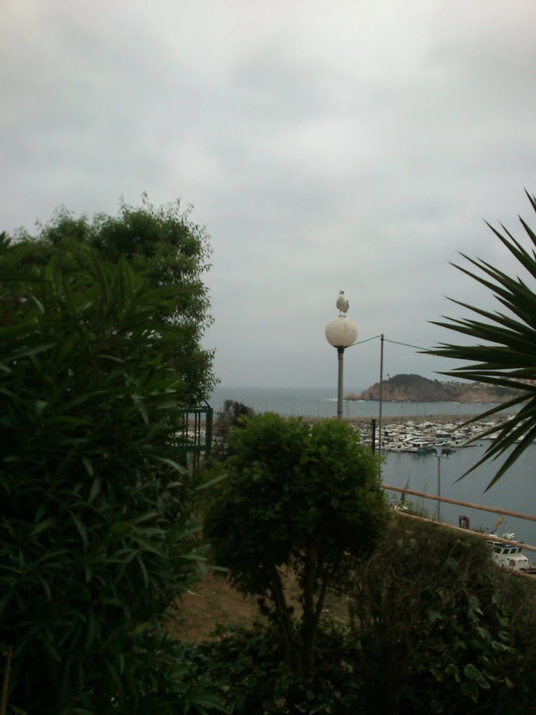 Seagull - Sant Feliu01a