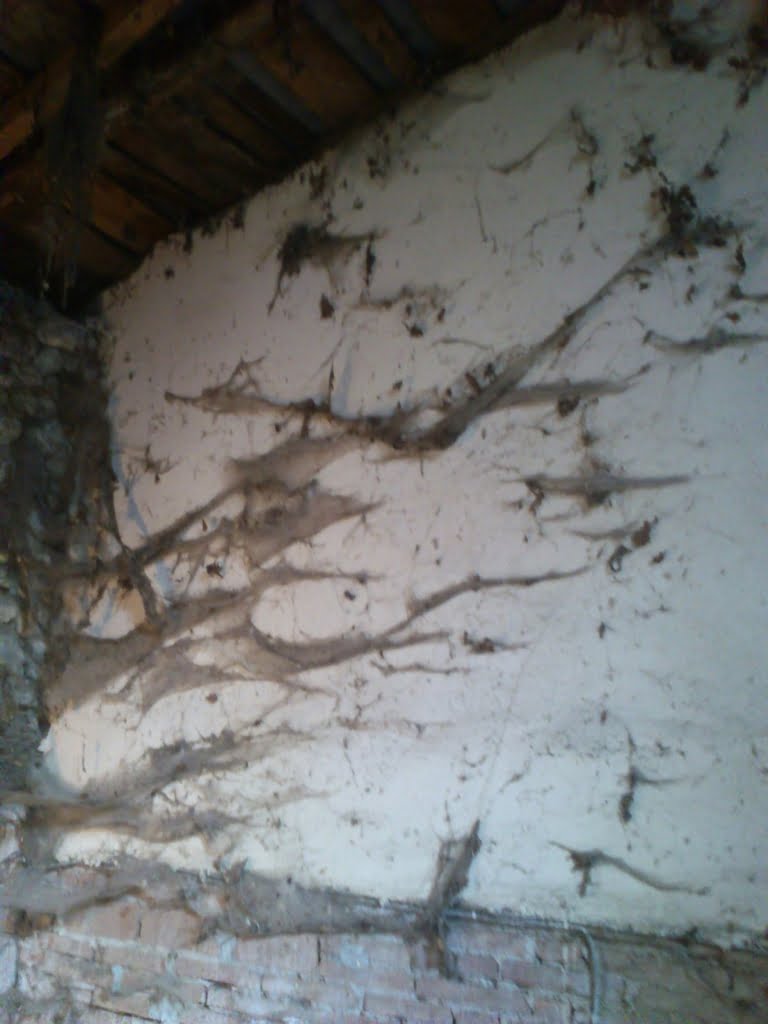 Spiders' Webs01a