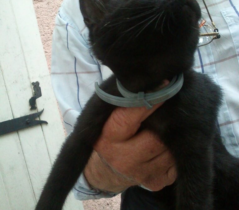 The kitten that walked in from the Woods