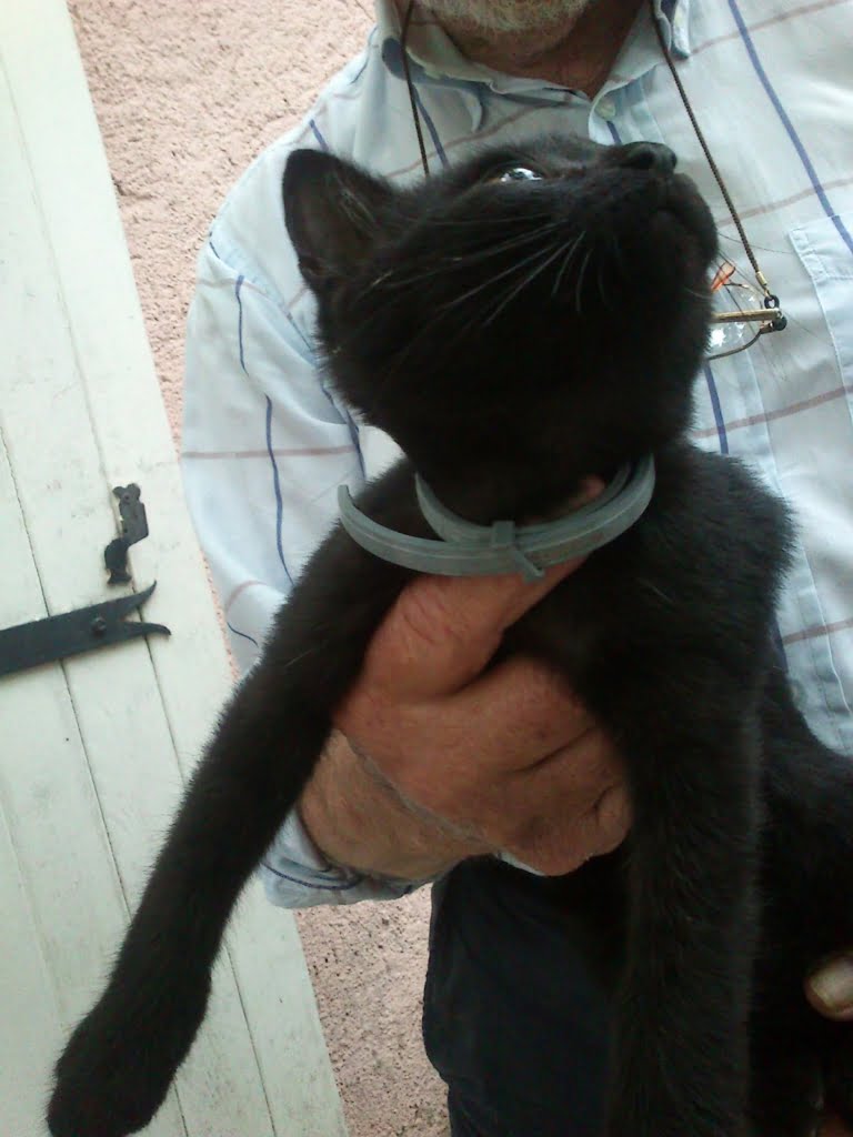 Kitten01a