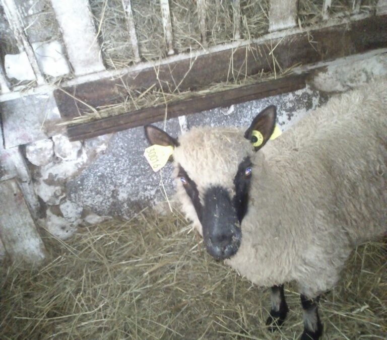 Plastic Tiffanys down the farm