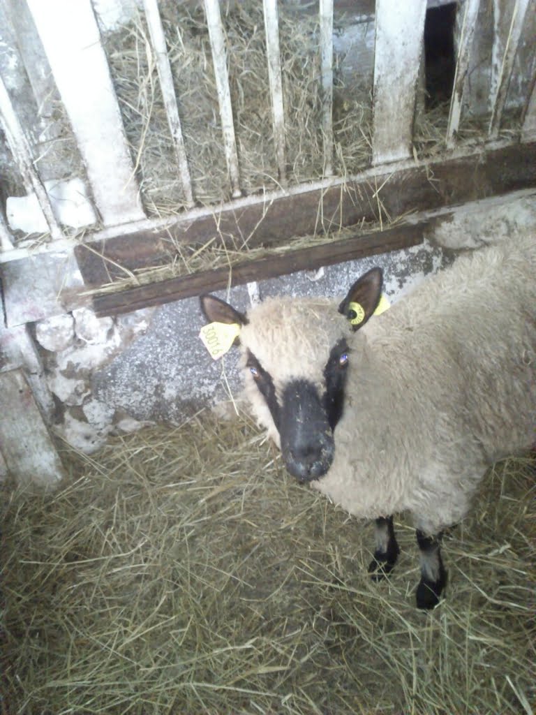 Sheep with ear tags01a