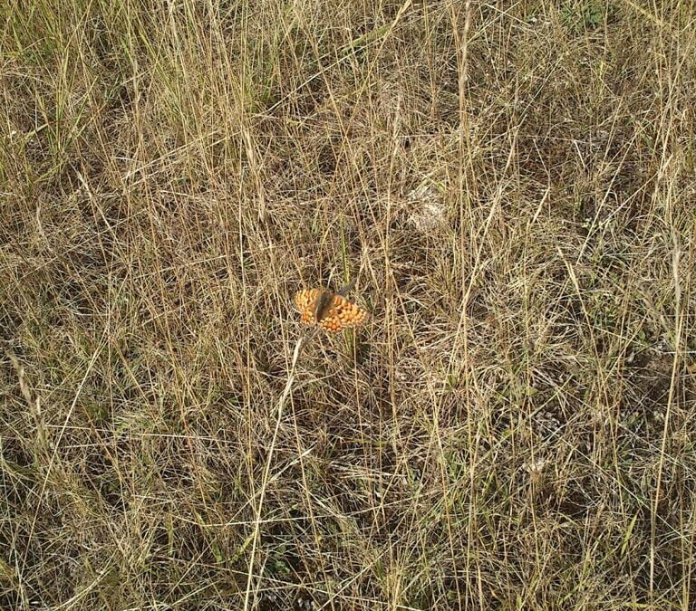 Wanted: humane fly killer