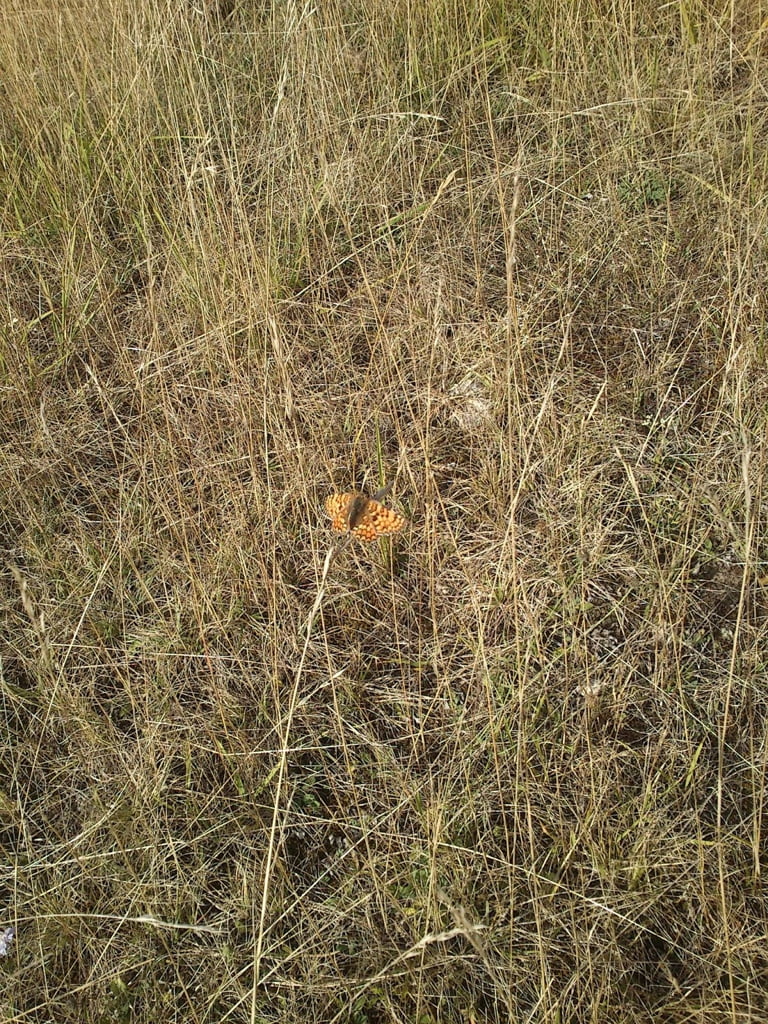Butterfly in Field01a