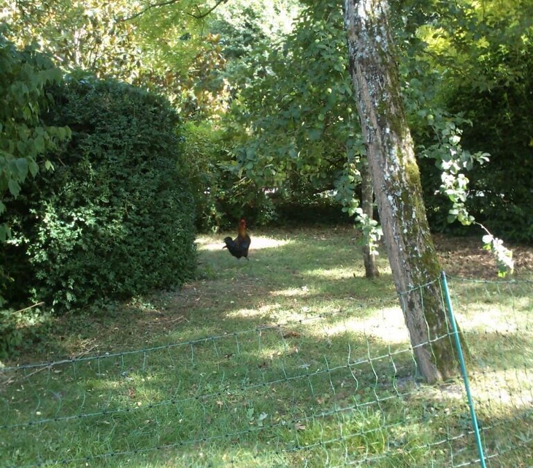 The chickens return!