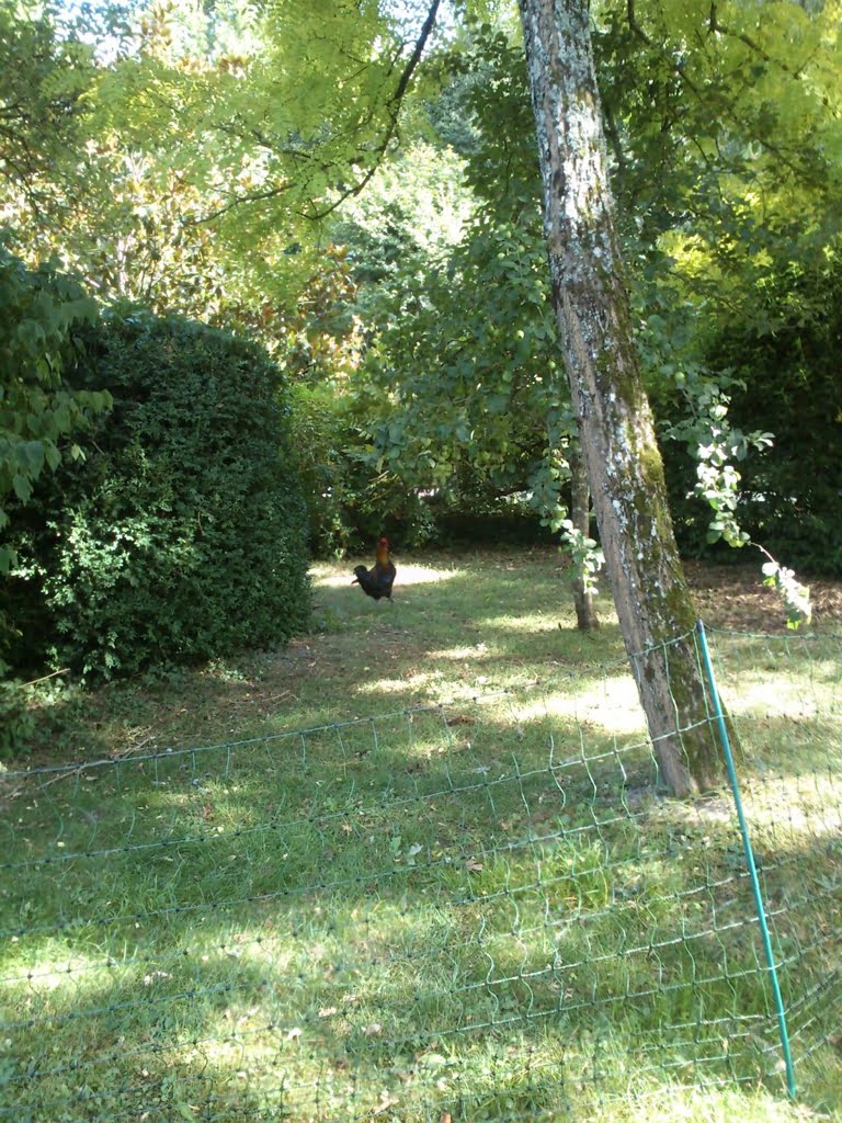 Cockerel in Shade01a