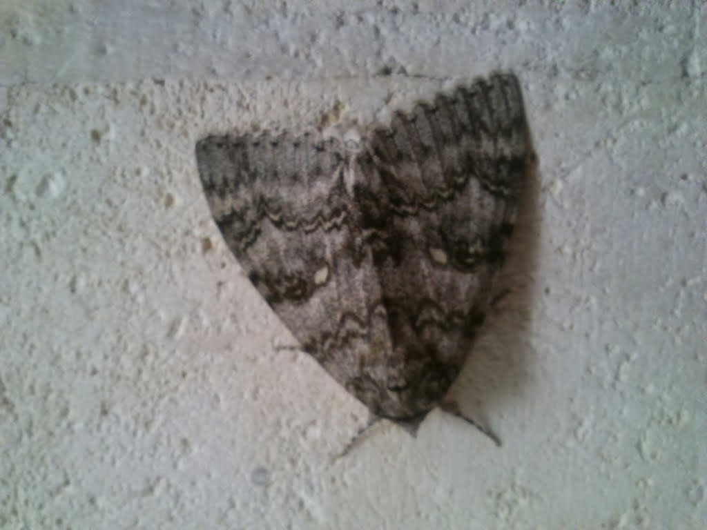Moth on Bathroom Wall01a