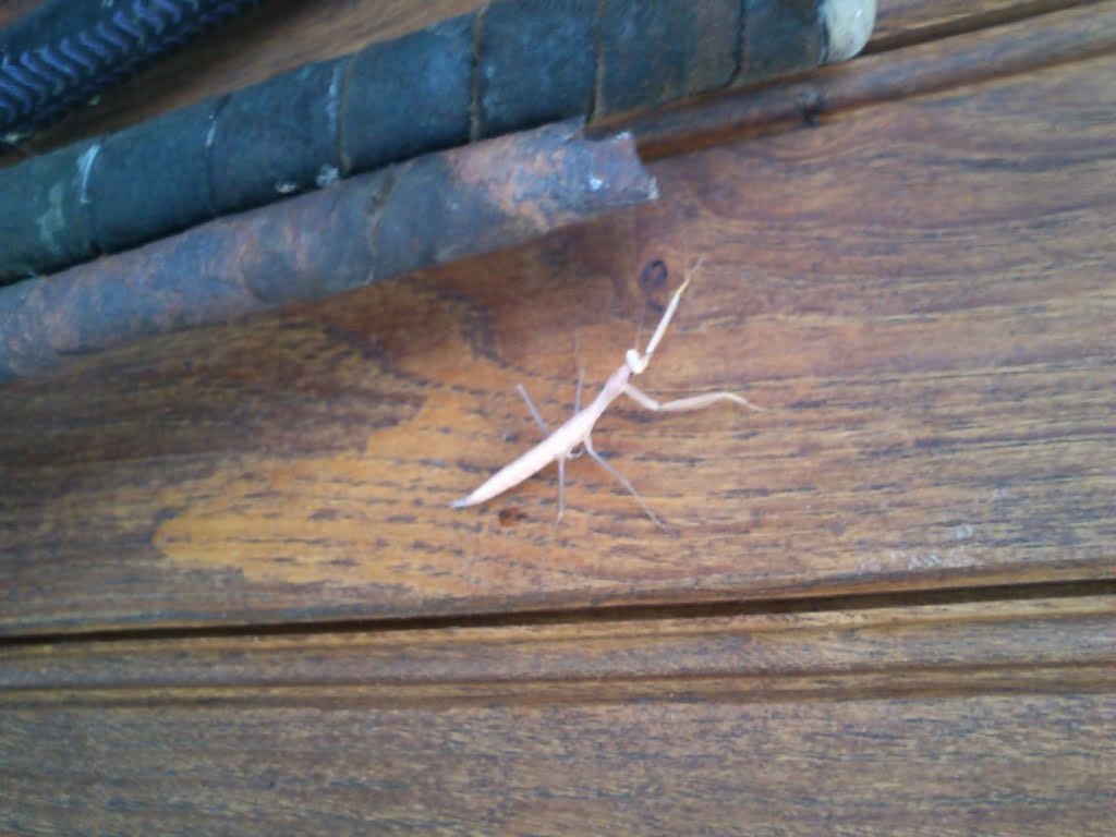 Stick Insect01a