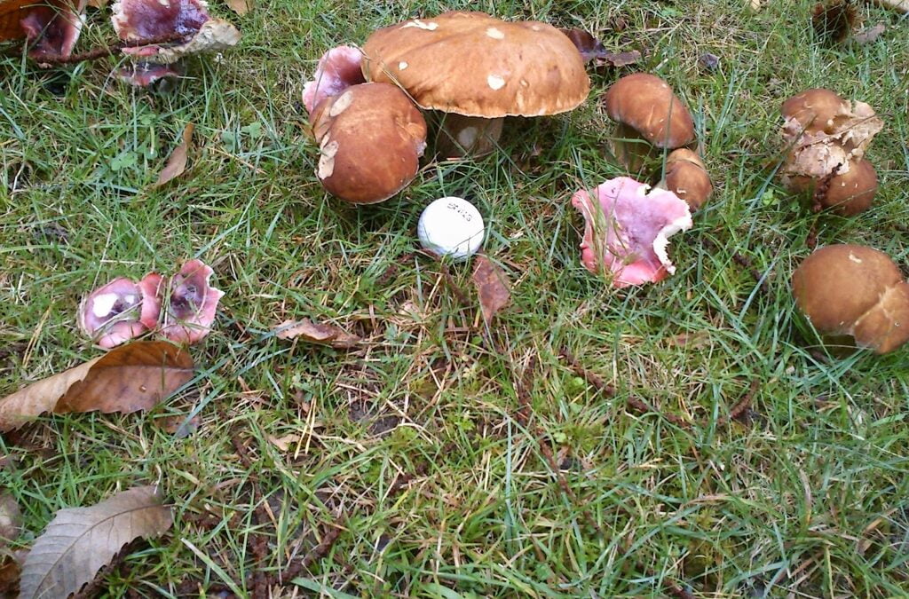 And…  the mushrooms are back!