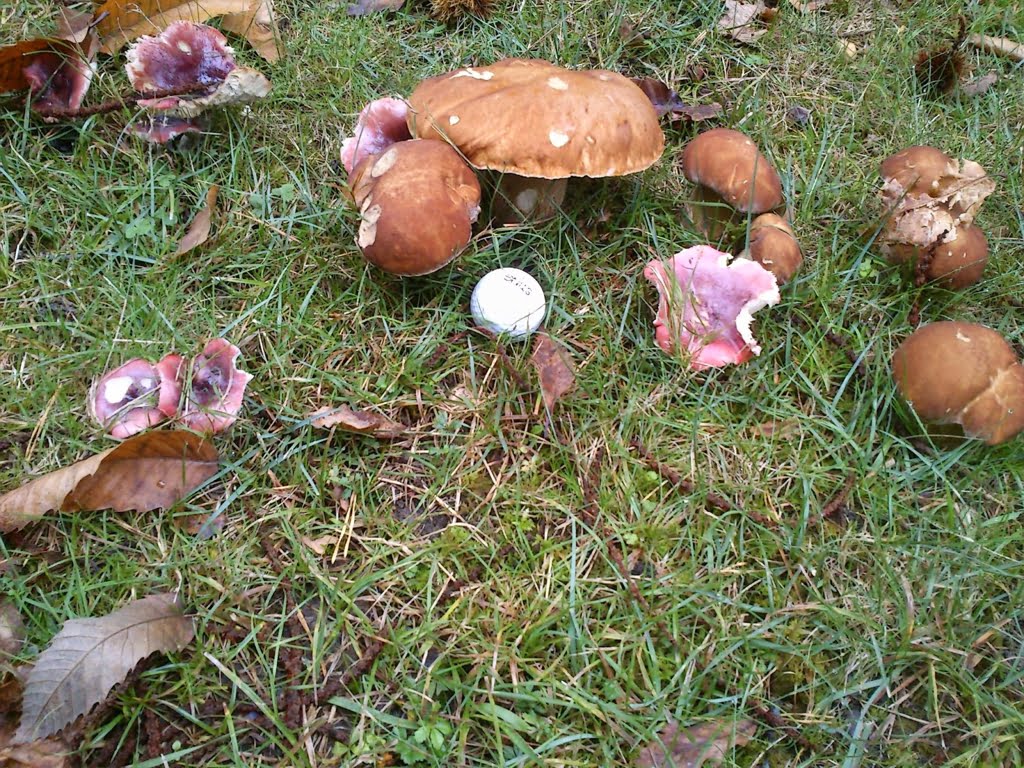 Mushrooms in Field03 - cèpes01a