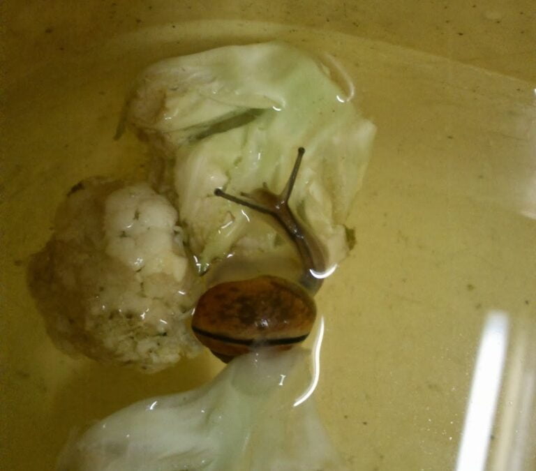 Meat and maths don’t mix