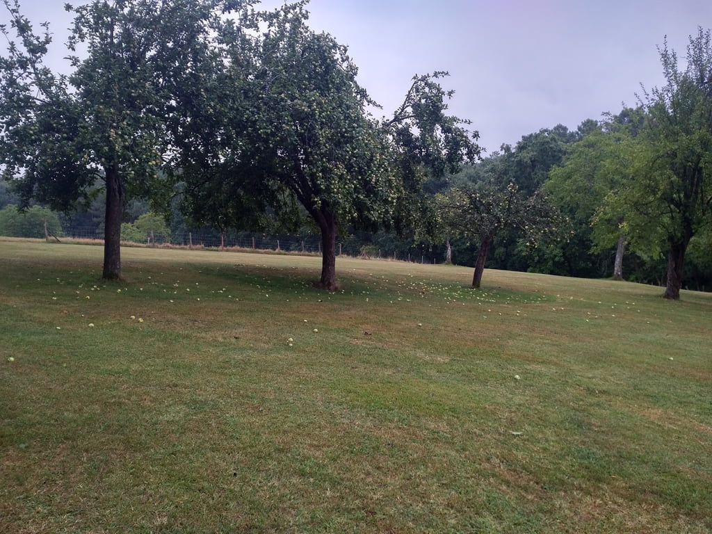 Apple Trees with fruit01a