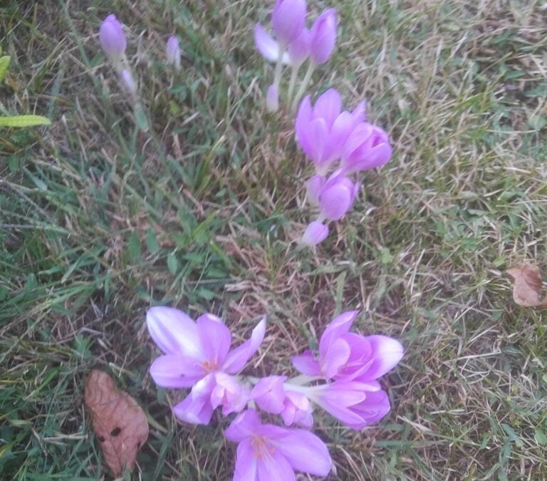 BEWARE of the CROCUS – something rotting in the soil