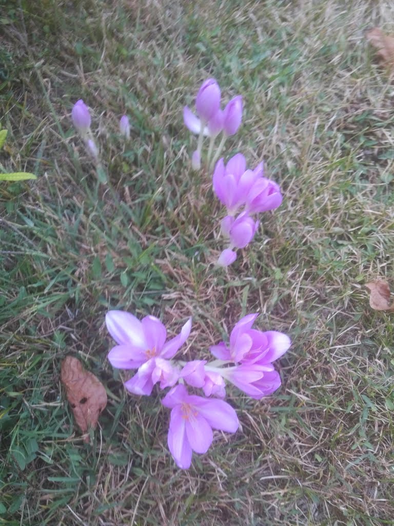 Autumn Crocus02