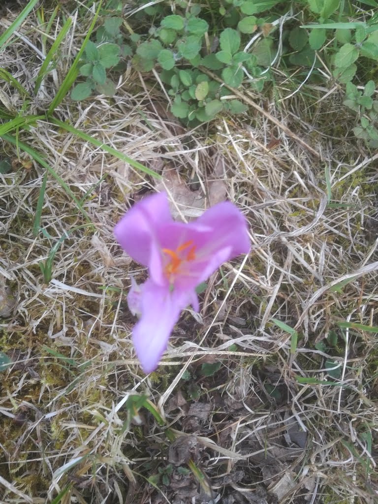 Autumn Crocus03