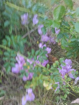 Autumn Crocus05