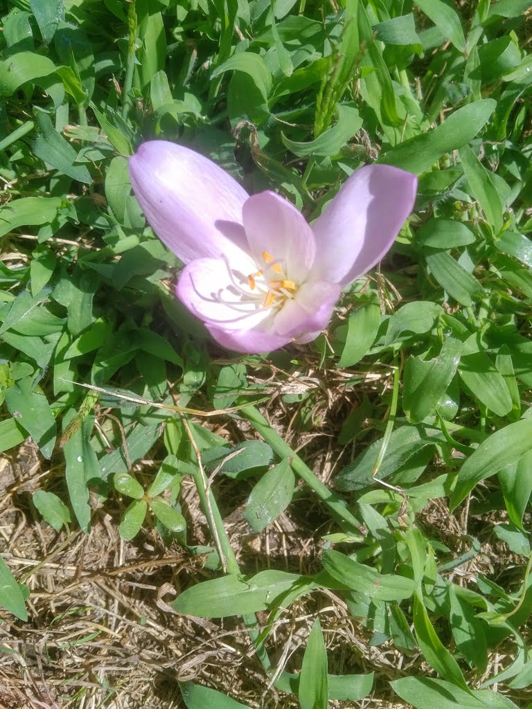 Autumn Crocus06a