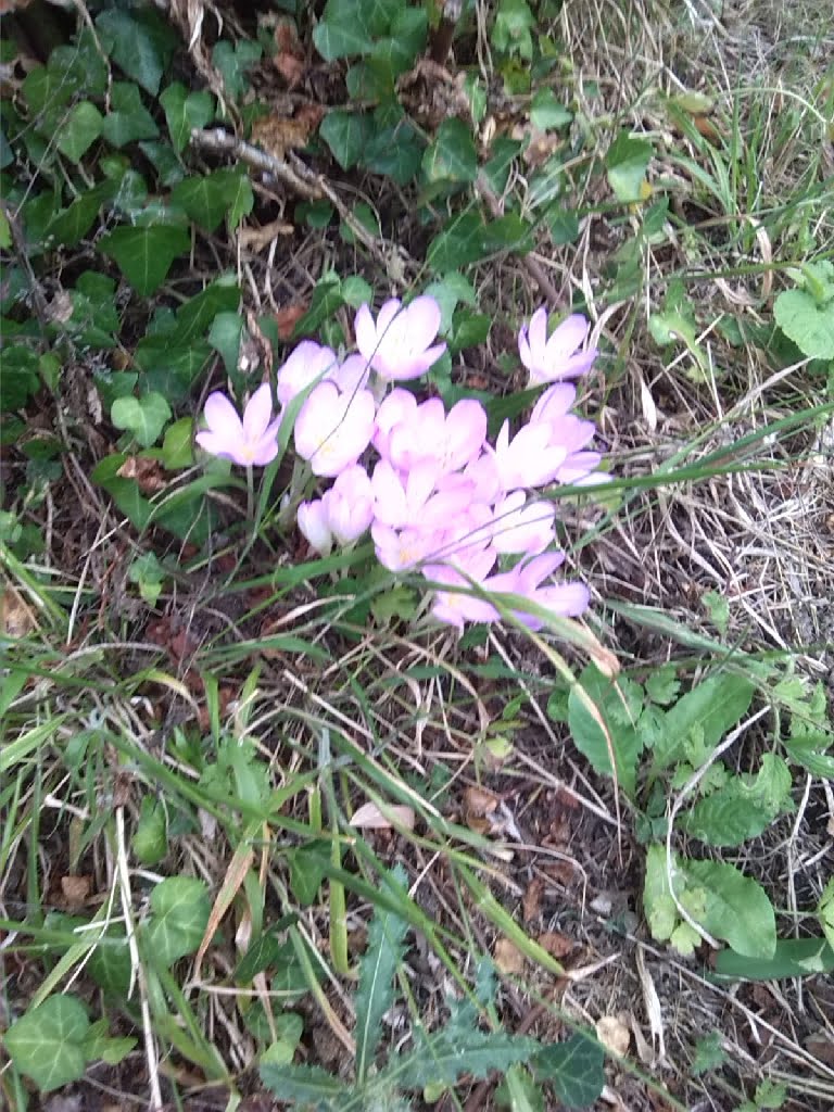 Autumn Crocus07a