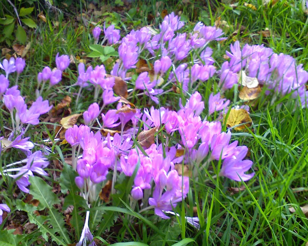 Autumn Crocusses01a