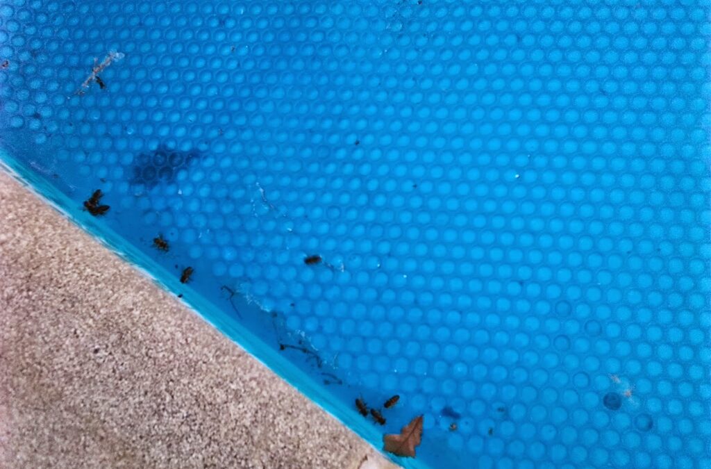 The Bees in the Blue