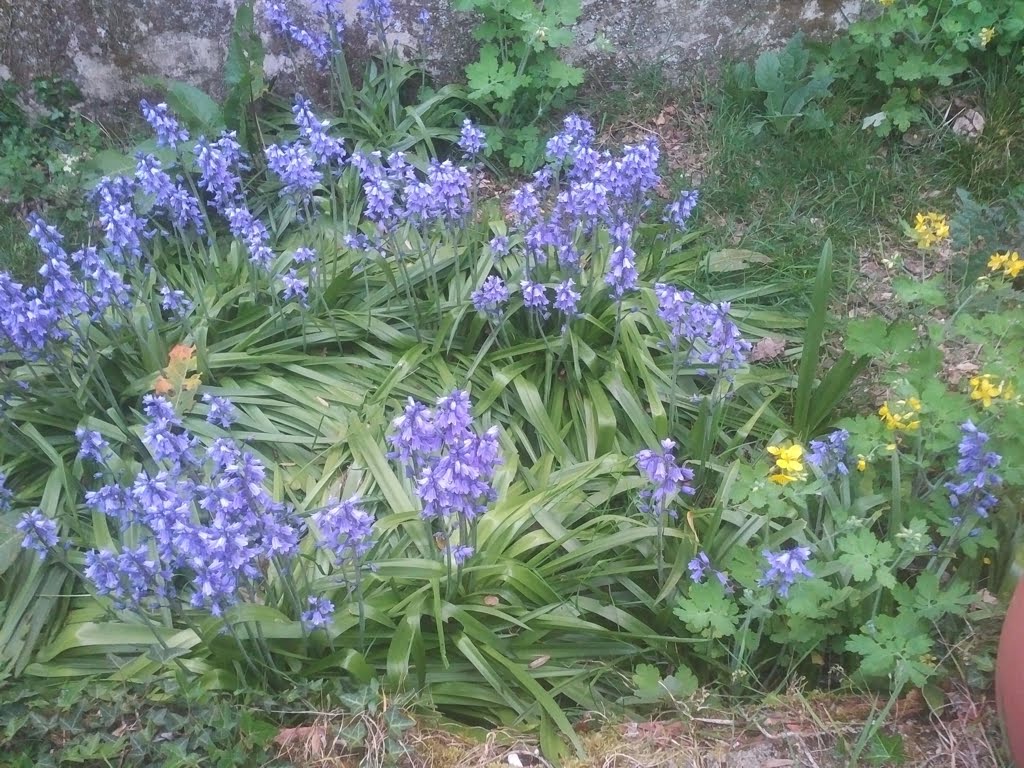Bluebells01a