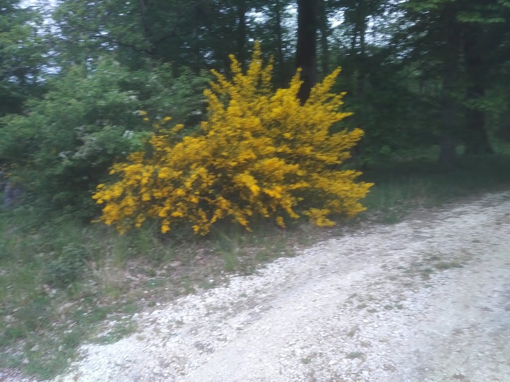 Broom01a