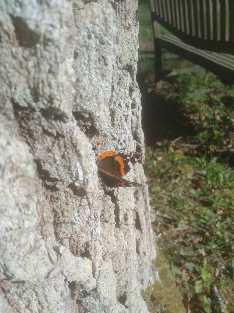 Butterfly on Tree01a