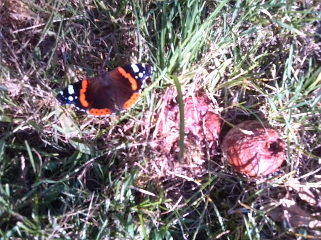 Butterfly01a