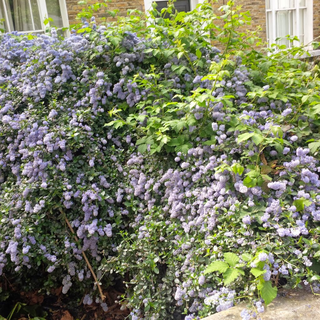 Ceanothus01a